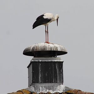 European white stork
