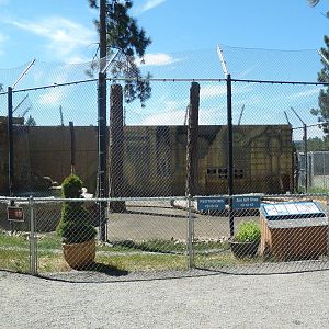 Bengal Tiger Exhibit