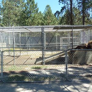 African Lion Exhibit