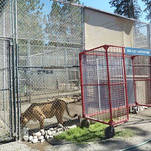 African Lion Exhibit