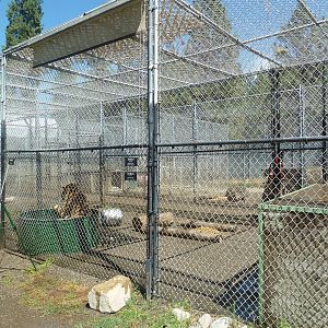 Bengal Tiger Exhibit