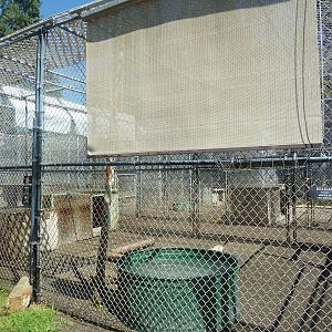 Bengal Tiger Exhibit