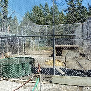 Bengal Tiger Exhibit