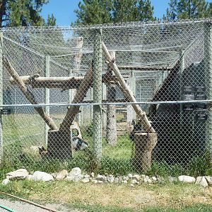 Canadian Lynx Exhibit