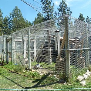 Canadian Lynx Exhibit