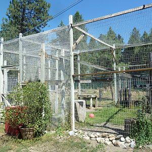 Canadian Lynx Exhibit