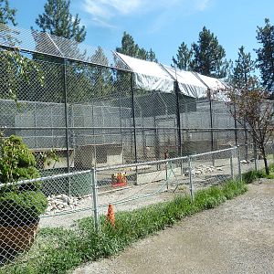 African Lion + Bengal Tiger Exhibits