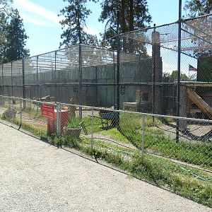 Cougar + Amur Leopard Exhibits