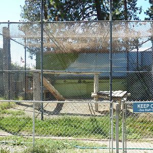 Amur Leopard Exhibit