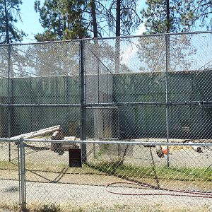 Amur Leopard + Cougar Exhibits