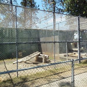 Amur Leopard + Cougar Exhibits