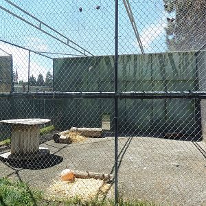 Amur Leopard Exhibit