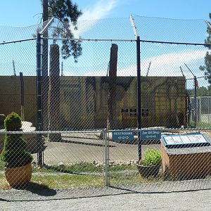 Bengal Tiger Exhibit