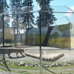 Bengal Tiger Exhibit