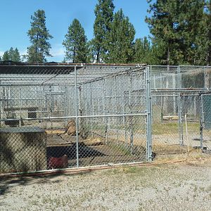African Lion Exhibit