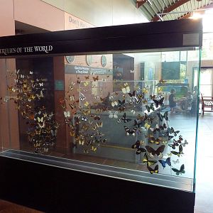 Butterflies of the World Display