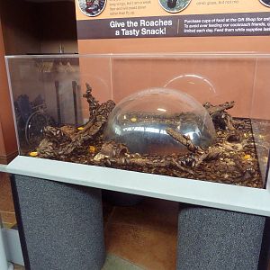 Open-Topped, Stinky, Orange-Headed Cockroach Exhibit