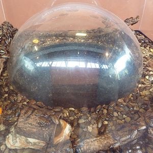 Open-Topped, Stinky, Orange-Headed Cockroach Exhibit