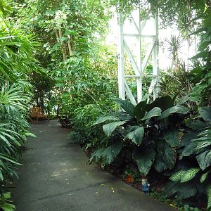 Walk-Through Jungle