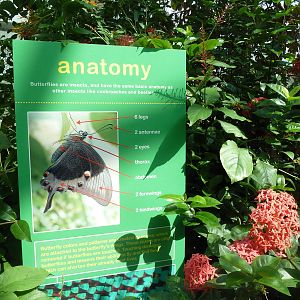 Walk-Through Jungle - Sign