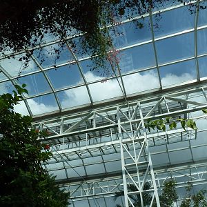 Walk-Through Jungle - Roof