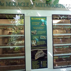 Walk-Through Jungle - Metamorphosis