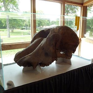 Mastodon Skull