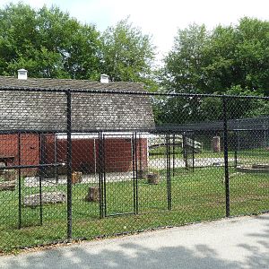 Goat/Wild Turkey Exhibit