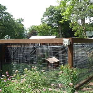 Greater Prairie Chicken Exhibit