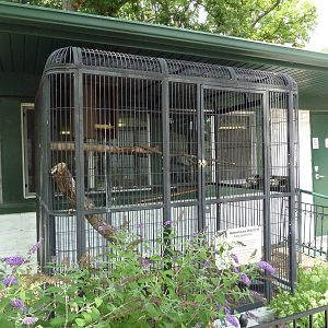 American Kestrel Exhibit