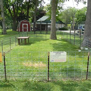 California Desert Tortoise Exhibit