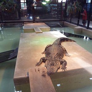 Reptile House - American Alligator Exhibit