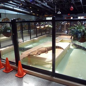 Reptile House - American Alligator Exhibit