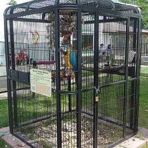 Blue-and-Gold Macaw Cage