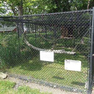 Barred Owl Exhibit