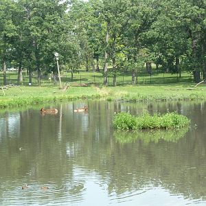 Rocky Mountain Elk Exhibit