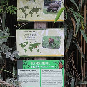 Rhino - muntjac signs