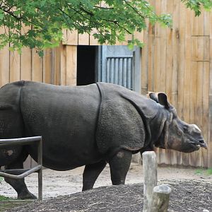 Indian rhino
