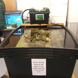 View of Fish Tank in the old Aquarium