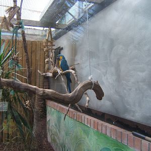 Blue and Yellow Macaw