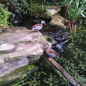 Ringed Teal