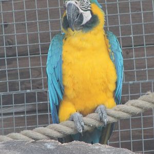 Blue and gold macaw