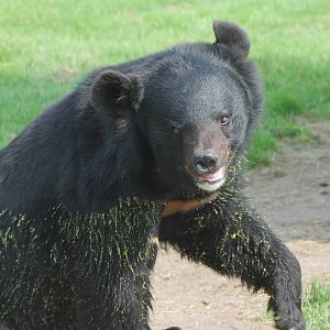 Asiatic black bear