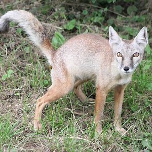 Corsac fox
