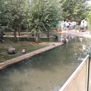 Coypu enclosure