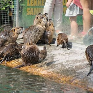Coypu feeding
