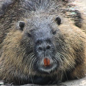 Coypu