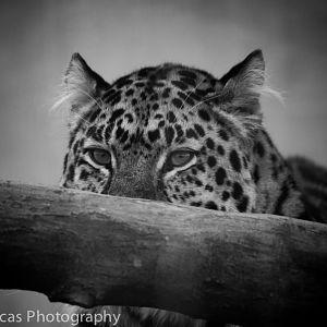 Amur Leopard
