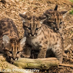 Puma Cub