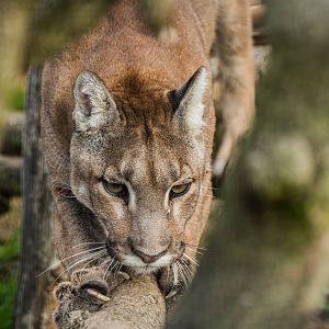 Puma mother